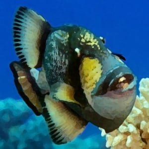 triggerfish profile photo